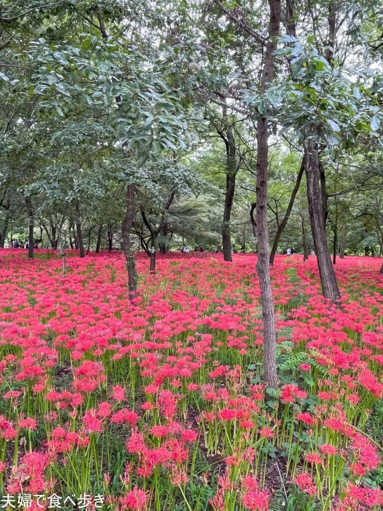 巾着田の曼殊沙華
曼殊沙華とうどん
