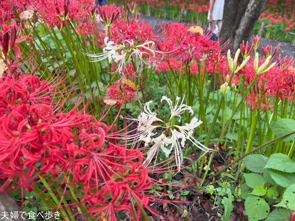 巾着田の曼殊沙華